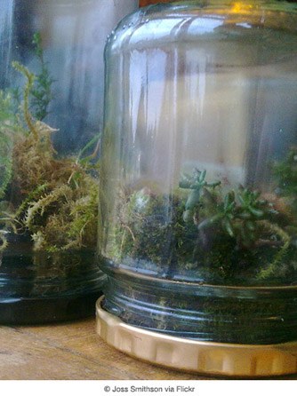 terrarium